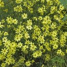 1 Live Potted Plant Sun Coreopsis Moonbeam Plant 2.5" Pot