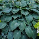 1 Live Potted Plant Hosta Blue Angel Plant 2.5" Pot