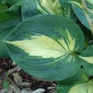 1 Live Potted Plant Hosta Dream Weaver Plant 2.5" Pot