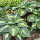 1 Live Potted Plant Hosta Hudson Bay Plant 2.5" Pot
