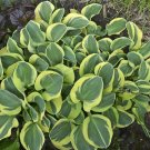 1 Live Potted Plant Hosta Mighty Mouse Plant 2.5" Pot