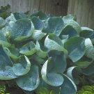 1 Live Potted Plant Hosta Abiqua Drinking Gourd Plant 2.5" Pot