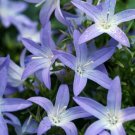 1 Live Potted Plant Sun Campanula Blue Waterfalls Plant 2.5" Pot