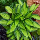 1 Live Potted Plant Hosta June Spirit Plant 2.5" Pot
