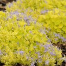 1 Live Potted Plant Sun Campanula Dickson's Gold Yellow Bellflower Plant 2.5" Pot
