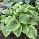 1 Live Potted Plant Hosta Twin Cities Plant 2.5" Pot