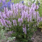 1 Live Potted Plant Sun Salvia Ballerina Pink Plant 2.5" Pot