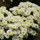 1 Live Potted Plant Chrysanthemum Ice Cream Dream Plant 2.5" Pot