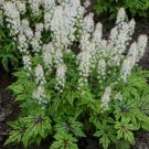 1 Live Potted Plant Heuchera Family Cutting Edge Plant 2.5" Pot