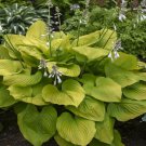 1 Live Potted Plant Hosta Age Of Gold Plant 2.5" Pot