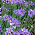 1 Live Potted Plant Sun Grass Lucerne Blue-Eyed Sisyrinchium Spiky Plant 2.5" Pot