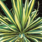 1 Live Potted Plant Sun Yucca Color Guard Filamentosa Adam's Needle Plant 2.5" Pot