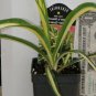 1 Live Potted Plant Sun Yucca Color Guard Filamentosa Adam's Needle Plant 2.5" Pot