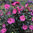 1 Live Potted Plant Bush Hibiscus Berry Awesome Big Flower Hardy Plant 2.5" Pot