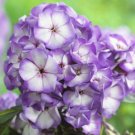 1 Live Potted Plant Phlox Sweet Summer Purle Bicolor Paniculata Tall Plant 2.5" Pot