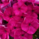 1 Live Potted Plant Phlox Super Ka-Pow Fuchsia New Paniculata Tall Plant 2.5" Pot