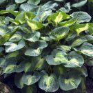 1 Live Potted Plant Hosta Dream Weaver Medium Thick Plant 2.5" Pot