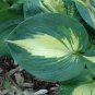 1 Live Potted Plant Hosta Dream Weaver Medium Thick Plant 2.5" Pot