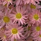 1 Live Potted Plant Chrysanthemum Samba Pink Hardy Mum Shasta Daisy Plant 2.5" Pot