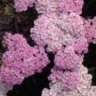 1 Live Potted Plant Sun Achillea Apple Blossom Pink Yarrow Flowers Plant 2.5" Pot
