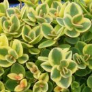 1 Live Potted Plant Sedum Lime Twister Short Zinger Drought Tolerant Plant 2.5" Pot