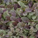 1 Live Potted Plant Shade Ajuga Burgundy Glow New Colorful Groundcover Plant 2 Pot