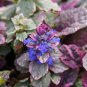 1 Live Potted Plant Shade Ajuga Burgundy Glow New Colorful Groundcover Plant 2 Pot