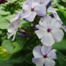 1 Live Potted Plant Phlox Flame Blue Paniculata Tall Garden Flower Plant 2.5" Pot