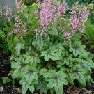 1 Live Potted Plant Heucherella Pink Fizz Pastel Tiarella Coral Bell  Plant 2.5" Pot