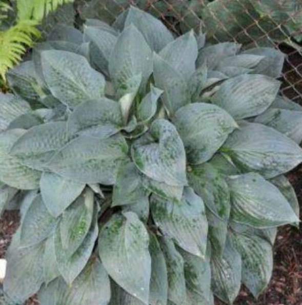1 Live Potted Plant Hosta Jetstream Lovely Large Blue 2e Plant 2.5" Pot