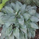 1 Live Potted Plant Hosta Jetstream Lovely Large Blue 2e Plant 2.5" Pot