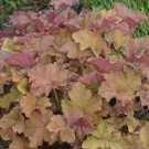 1 Live Potted Plant Heuchera Caramel Villosa Orange Heat Coral Bells Plant 2.5" Pot