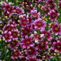 1 Live Potted Plant Sun Coreopsis Berry Chiffon Tickseed Raspberry Plant 2.5" Pot