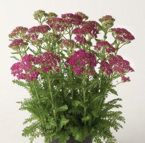 1 Live Potted Plant Sun Achillea Milly Rock Rose Short New Yarrow Plant 2.5" Pot