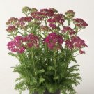 1 Live Potted Plant Sun Achillea Milly Rock Rose Short New Yarrow Plant 2.5" Pot