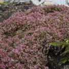 1 Live Potted Plant Sedum Steel The Show New Airy Sun Drought Tolerant Plant 2" Pot