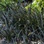 1 Live Potted Plant Sun Grass Niger Ophiopogon Planiscapus Black Dark Plant 2.5" Pot