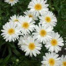 1 Live Potted Plant Chrysanthemum Highland White Dream Shasta Daisy Plant 2.5" Pot
