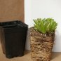 1 Live Potted Plant Chrysanthemum Highland White Dream Shasta Daisy Plant 2.5" Pot