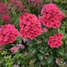 1 Live Potted Plant Phlox Flame Coral Paniculata Plant 2.5" Pot
