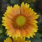 1 Live Potted Plant Sun Gaillardia Arizona Apricot Blanket Flower Plant 2.5" Pot