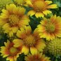 1 Live Potted Plant Sun Gaillardia Arizona Apricot Blanket Flower Plant 2.5" Pot