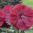 1 Live Potted Plant Bush Hibiscus Blackberry Merlot Flower Hardy Plant 2.5" Pot