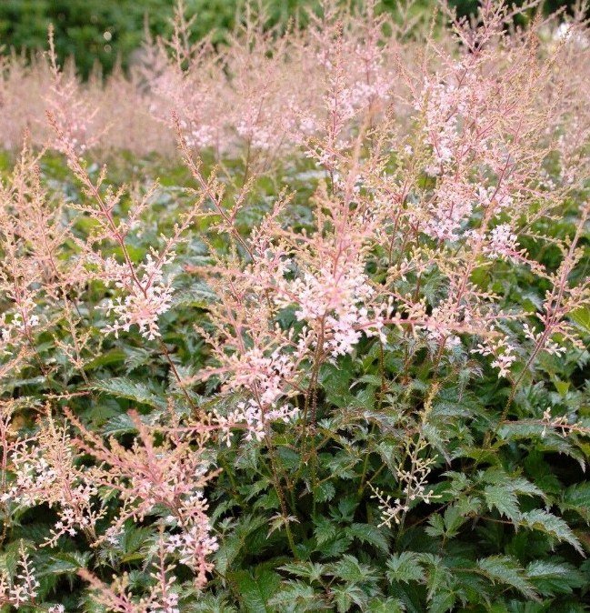 1 Live Potted Plant Astilbe Sprite Compact Pink False Spirea Scent Plant 2.5" Pot