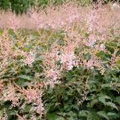 1 Live Potted Plant Astilbe Sprite Compact Pink False Spirea Scent Plant 2.5" Pot