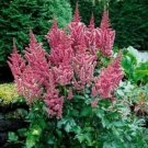 1 Live Potted Plant Astilbe Visions Chinensis False Spirea Fragrant Plant 2.5" Pot
