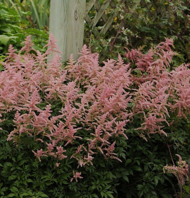 1 Live Potted Plant Astilbe Bressingham Beauty Pink False Spirea Plant 2.5" Pot
