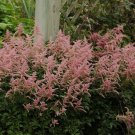1 Live Potted Plant Astilbe Bressingham Beauty Pink False Spirea Plant 2.5" Pot