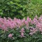 1 Live Potted Plant Astilbe Bressingham Beauty Pink False Spirea Plant 2.5" Pot