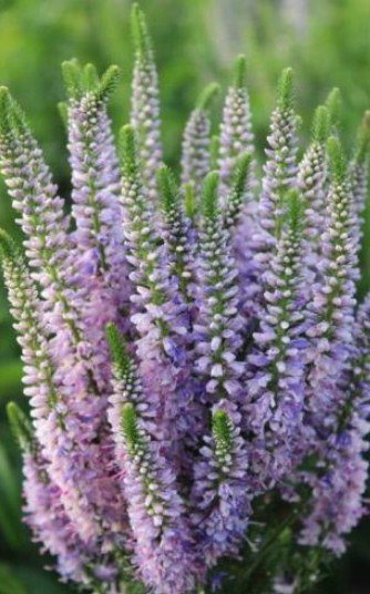 1 Live Potted Plant Sun Veronica Bicolor Explosion Spicata Speedwell Plant 2.5" Pot